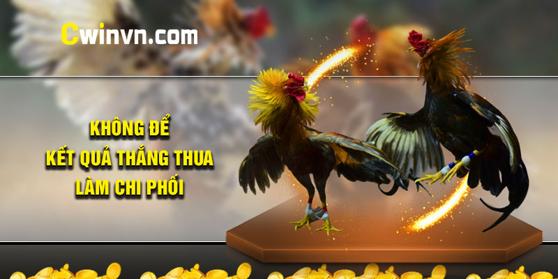 Không để kết quả đá gà thắng thua làm chi phối Không để kết quả đá gà thắng thua làm chi phối