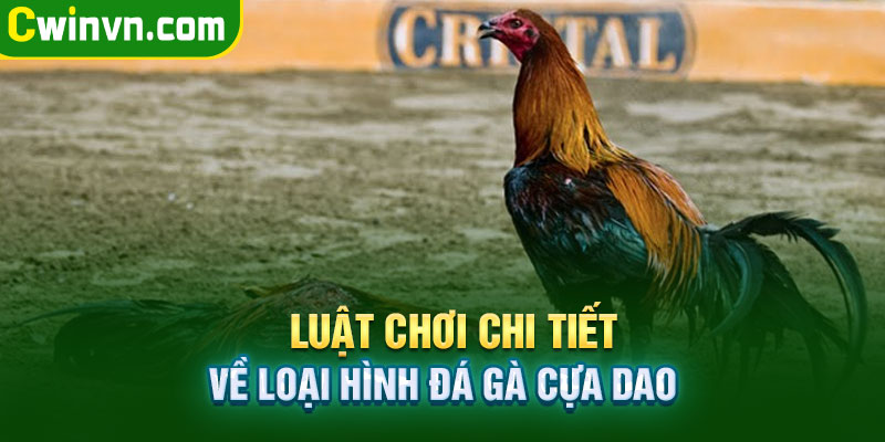 Luật chơi đá gà online chi tiết cho người chơi Luật chơi đá gà online chi tiết cho người chơi