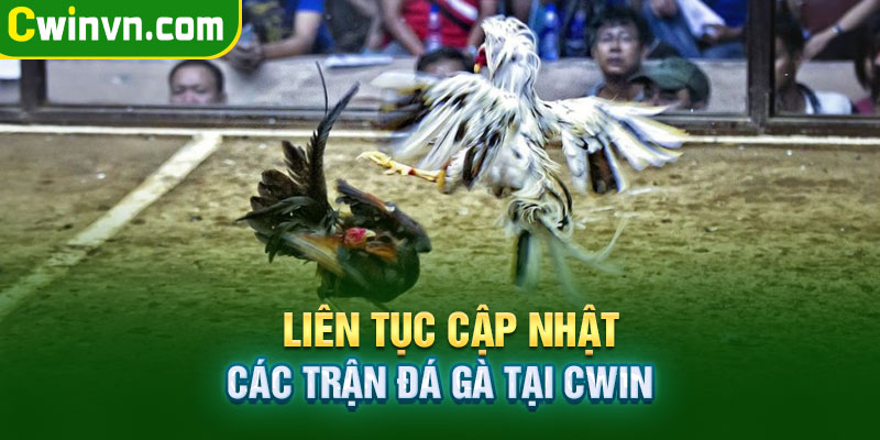 Nhà cái Cwin liên tục các trận đá gà mới và nhanh nhất Nhà cái Cwin liên tục các trận đá gà mới và nhanh nhất
