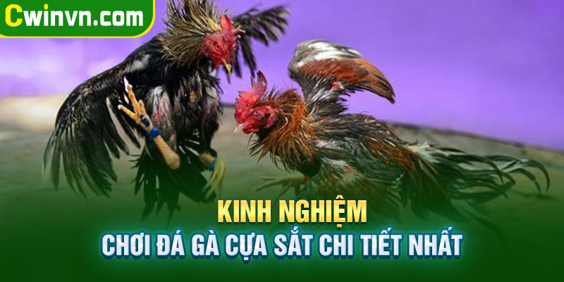 Kinh nghiệm chơi đá gà cựa sắt chi tiết nhất Kinh nghiệm chơi đá gà cựa sắt chi tiết nhất