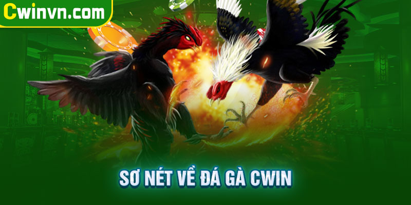 Sơ nét về đá gà Cwin Sơ nét về đá gà Cwin
