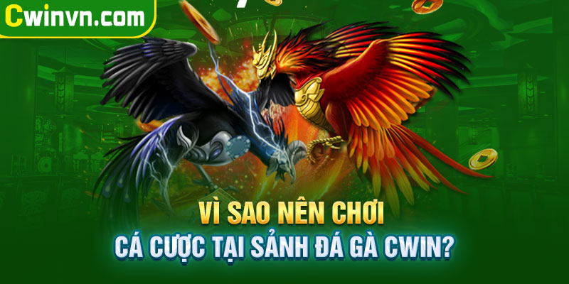 Vì sao nên chơi cá cược tại sảnh đá gà Cwin? Vì sao nên chơi cá cược tại sảnh đá gà Cwin