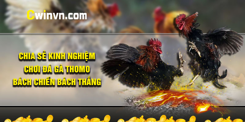 KInh nghiệm chơi đá gà thomo bách thắng từ cao thủ KInh nghiệm chơi đá gà thomo bách thắng từ cao thủ