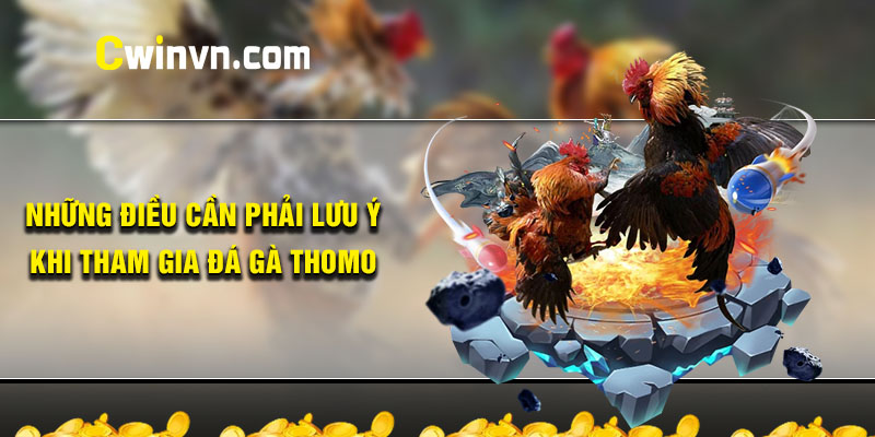 Những lưu ý quan trọng khi tham gia đá gà thomo Những lưu ý quan trọng khi tham gia đá gà thomo
