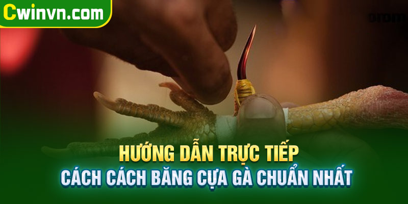 Hướng dẫn trực tiếp cách cách băng cựa gà chuẩn nhất Hướng dẫn trực tiếp cách cách băng cựa gà chuẩn nhất