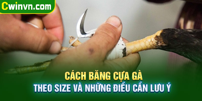 Cách băng cựa gà theo size và những điều cần lưu ý Cách băng cựa gà theo size và những điều cần lưu ý