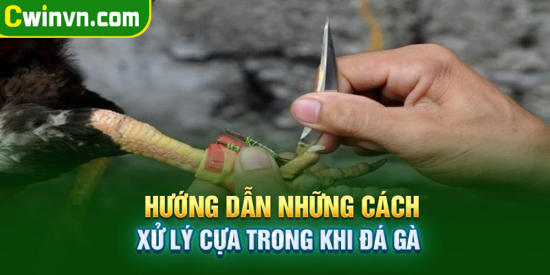 Hướng dẫn những cách xử lý cựa trong khi đá gà Hướng dẫn những cách xử lý cựa trong khi đá gà
