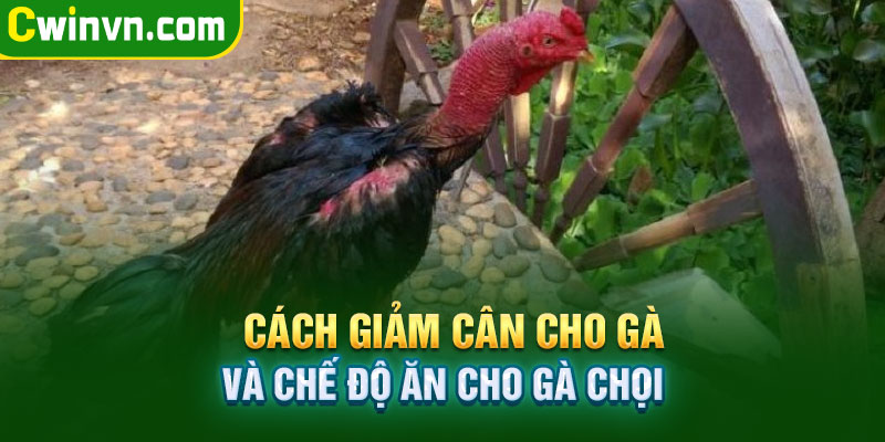 Chế độ ăn uống cho gà đá trong thời kì giảm cân Chế độ ăn uống cho gà đá trong thời kì giảm cân