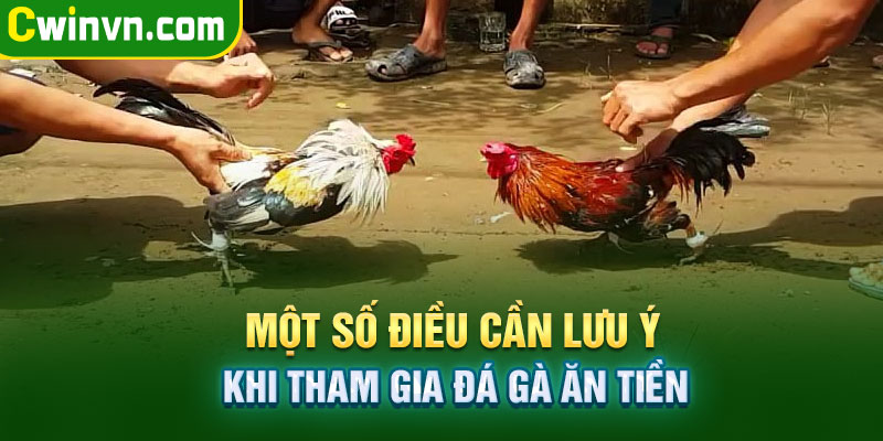 Một số điều cần lưu ý khi tham gia đá gà ăn tiền