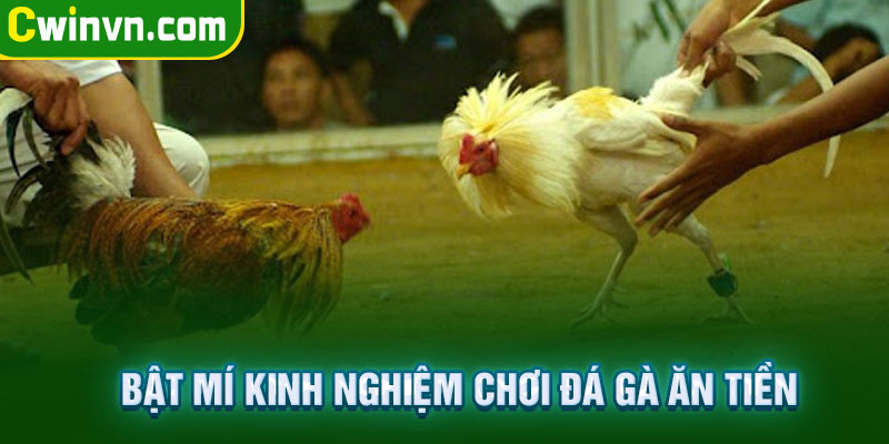 Bật mí kinh nghiệm chơi đá gà ăn tiền bách chiến bách thắng Bật mí kinh nghiệm chơi đá gà ăn tiền bách chiến bách thắng