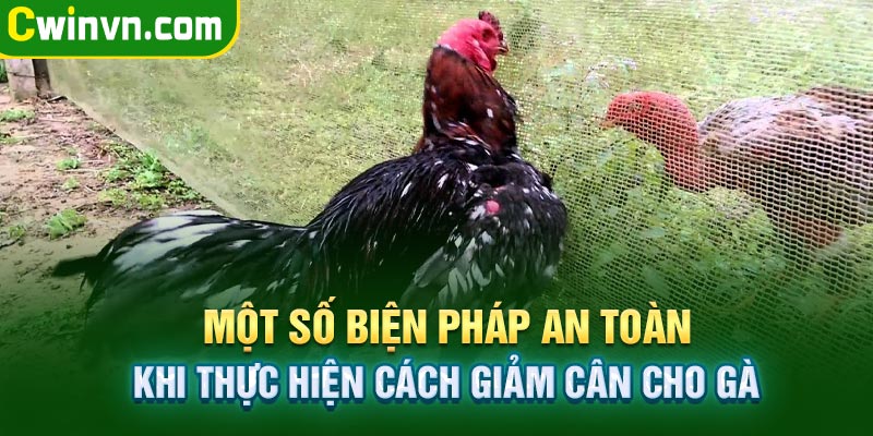 Các biện pháp giảm cân hiệu quả cho gà đá cực an toàn Các biện pháp giảm cân hiệu quả cho gà đá cực an toàn