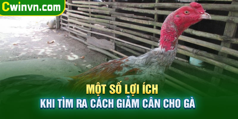 Các lợi ích khi giảm cân cho gà đá Các lợi ích khi giảm cân cho gà đá