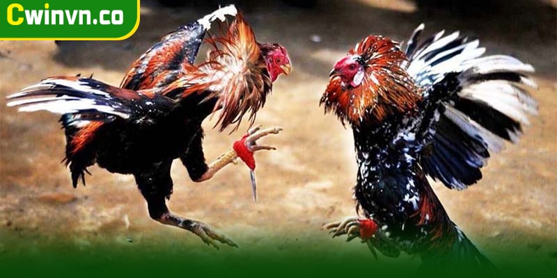 Đá gà 12 con giáp là gì? Đá gà 12 con giáp là gì?